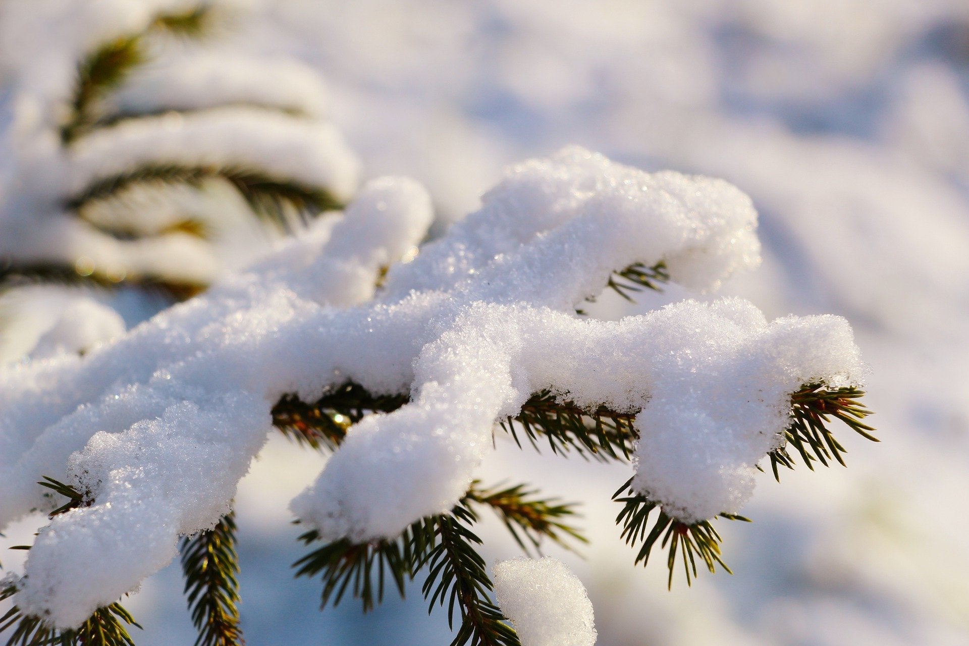 Zweig mit Schnee im Winter